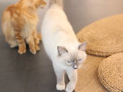 -Heymao猫咖.咖啡厅(东门店)