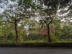 -深圳国际园林花卉博览园