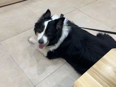 -艾贝尔宠物医院·狂犬免疫点(江山金象城店)