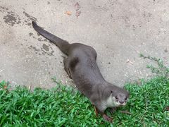 -清迈夜间动物园