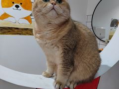 -柴迷FANS CLUB·柴犬狗咖·猫咖