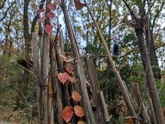 -WeLope紫金山探险公园