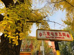 -三里屯东五街银杏大道