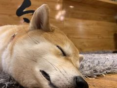 -柴务处·柴犬主题狗咖