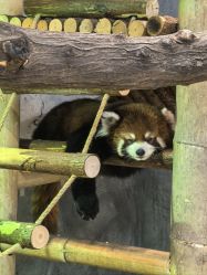 -Zoolung Zoolung动物主题公园(海信广场店)