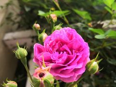 -荣昌花园