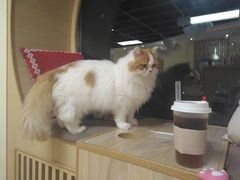 -猫和宫(六道口店)