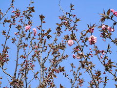 -高东镇樱花园