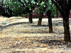 -南国桃园旅游度假区