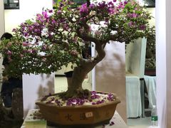 -东南花都花博园