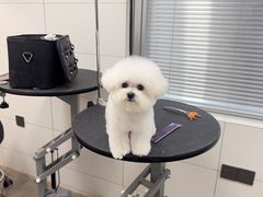 -帕帕拉兹宠物(亚洲旗舰店)