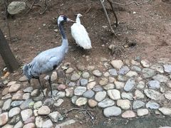 -燕塞湖鸟语林景区