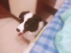 -芭比堂动物医院·犬猫全科·异宠专科(雁塔分院)