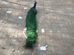 -长白岛森林公园