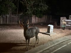 -清迈夜间动物园