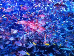 -成都浩海立方海洋公园