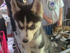 -中北世纪城夜市小吃街CENURY CITY