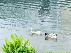 -洋湖国家湿地公园