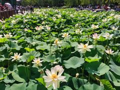 -莲花池公园