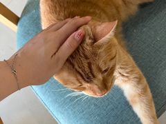 -藏猫猫咖啡主题馆(中央大道店)