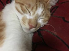 -瑞鹏宠物医院·骨科·猫科·内科(第一中心)