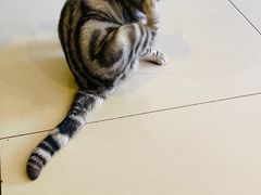 -平行世界·猫咖(首经贸店)