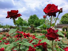 -金谷域澳洲庄园