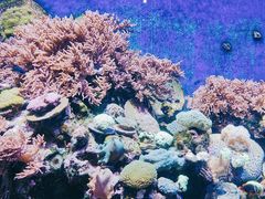 -珠海长隆海洋王国
