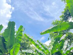-西双版纳原始森林公园