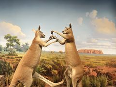 -陕西自然博物馆