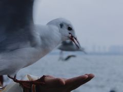 -海埂大坝
