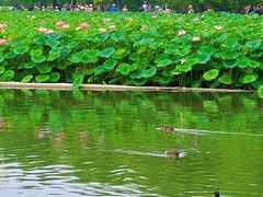 -莲花池公园