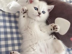 -客栈猫舍(中央北路店)