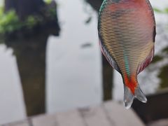 -重庆彩云湖湿地公园