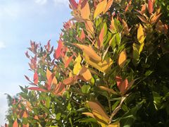 -云溪植物园