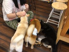 -豆柴町-柴犬主题狗咖(红鼎国际C座店)