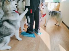 -Husky Go! 哈士奇体验馆·宠物咖啡厅狗咖