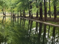 -上海共青森林公园