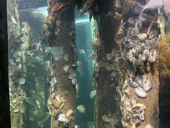 -悉尼海洋生物水族馆