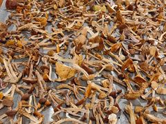 -粘豆包柴火铁锅炖