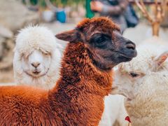 -栾川竹海野生动物园