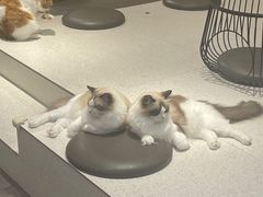 -飞行喵MR PILOT|猫舍·猫咖(静安大融城店)