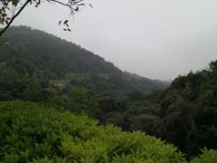 -火炉山森林公园