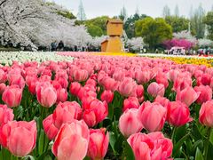 -苏州上方山国家森林公园