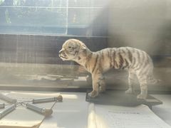 -北京动物园-畅观楼