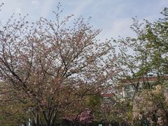-高东镇樱花园