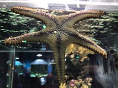 -太平洋海底世界