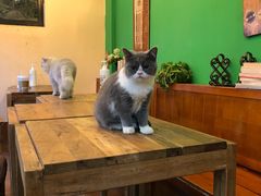 -李小姐の猫咖啡馆(五角场店)