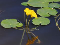 -北坞公园