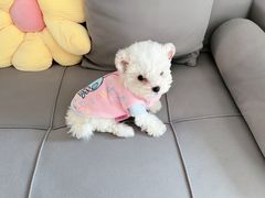 -唐小姐の猫狗洗护·购宠旗舰店(周浦万达店)